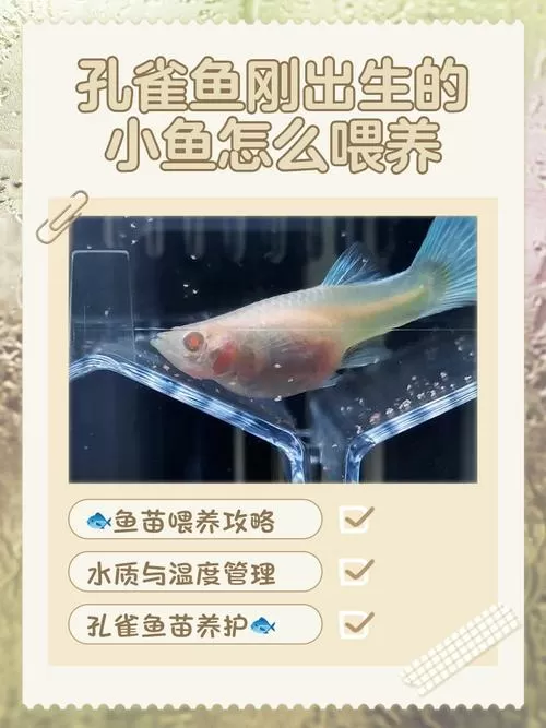 小鱼在家怎么使用