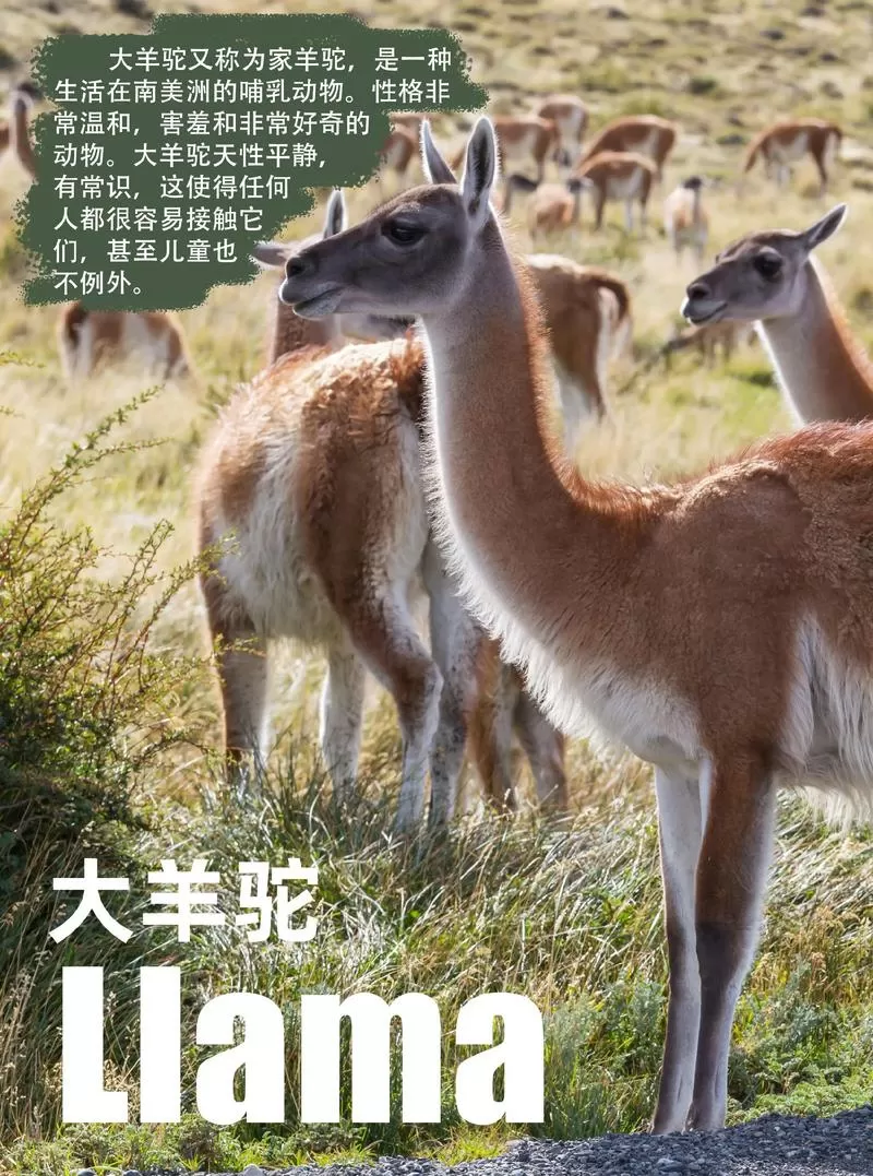 羊驼品种