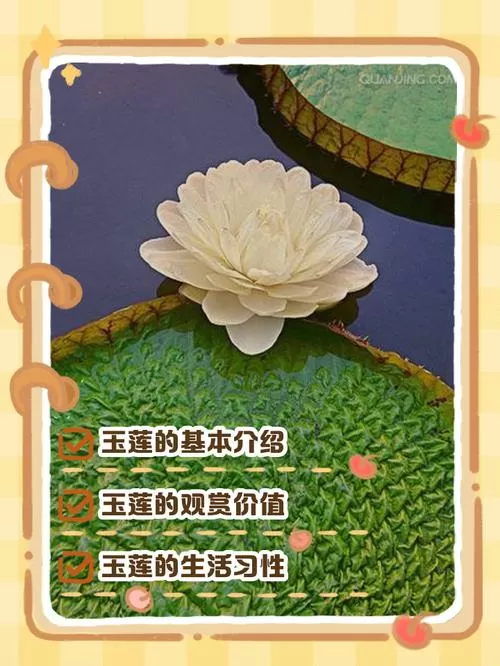 玉莲视频