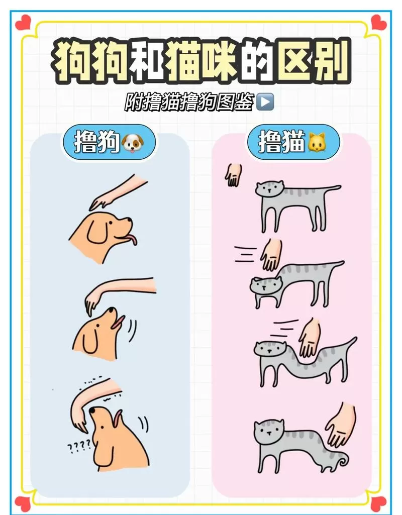小猫和小狗从a点到b点