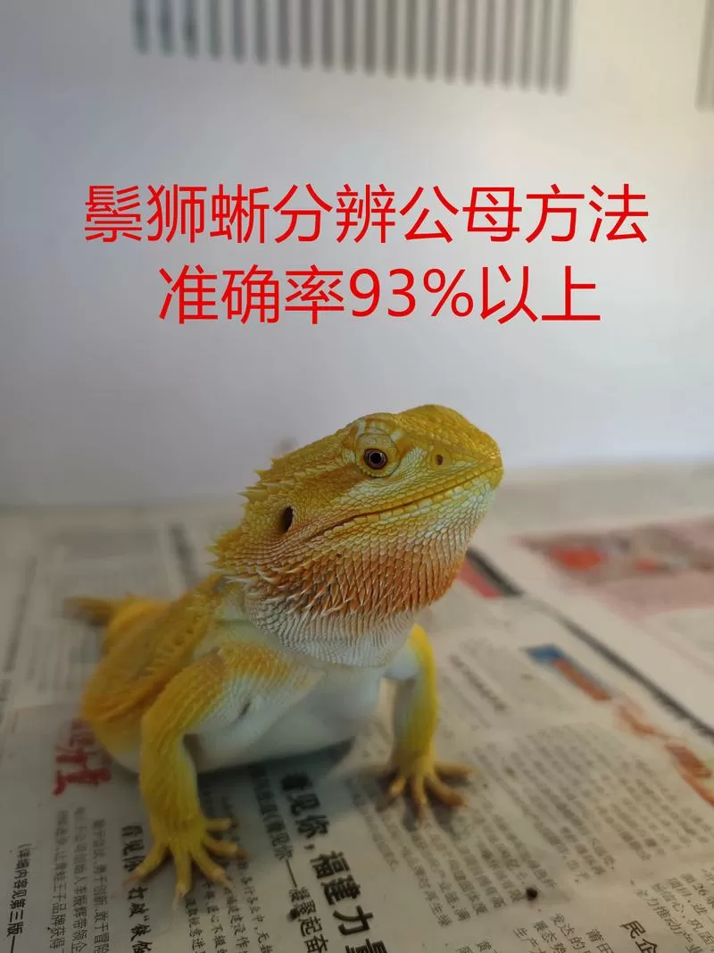 蜥蜴养久了会认主人吗